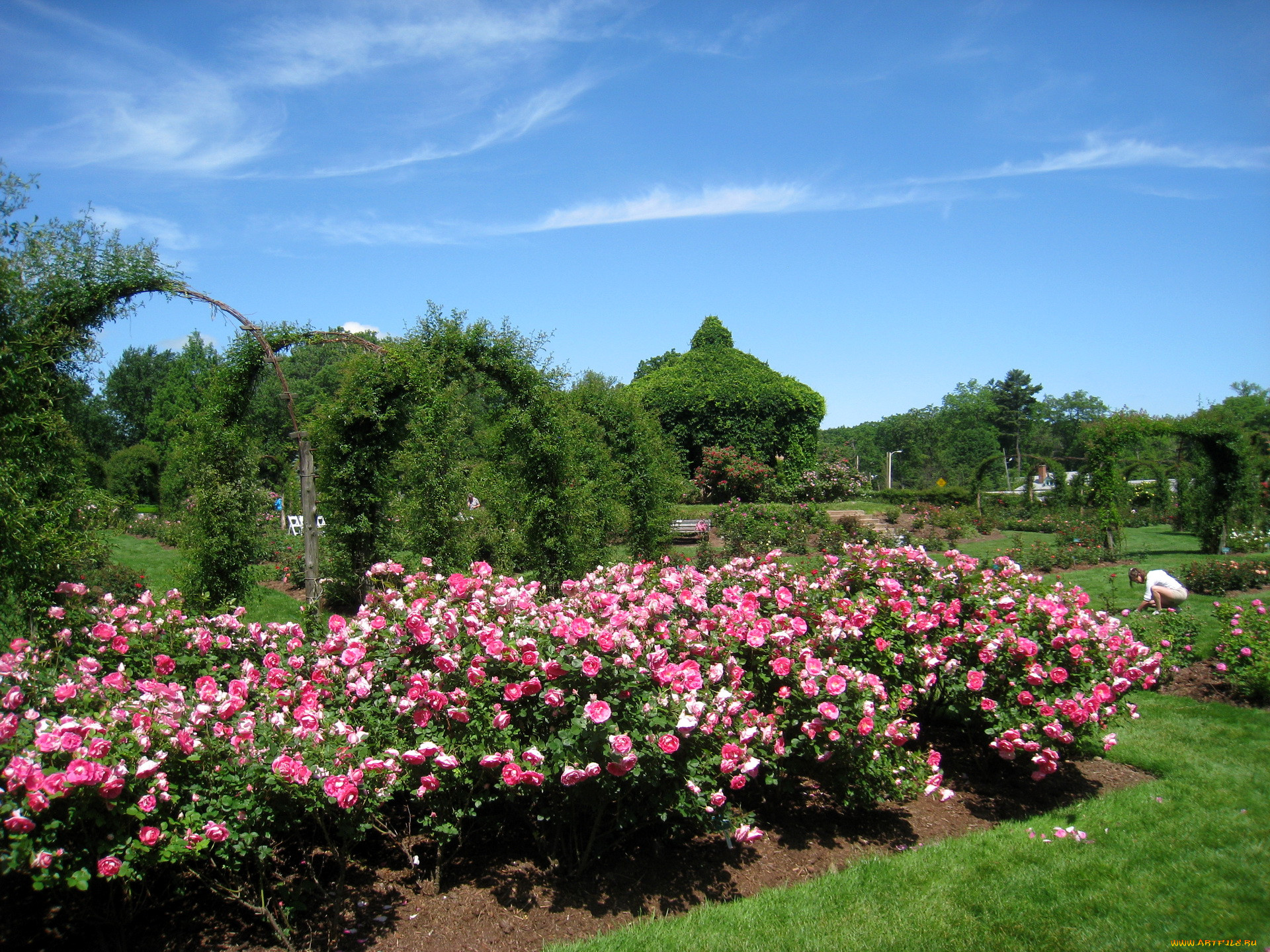 , , usa, hartford, rose, elizabeth, park